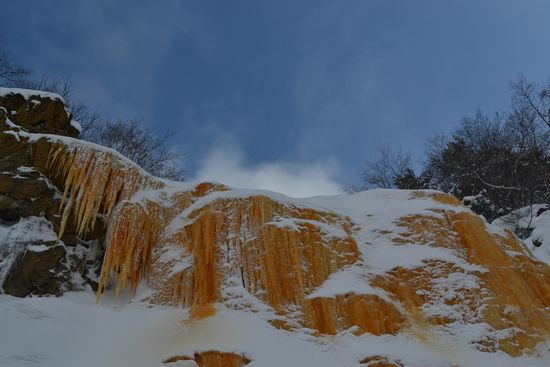 今年も姿を見せてくれたイエローフォール