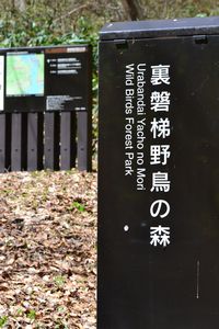 青い瞳の魔女　開眼しました。