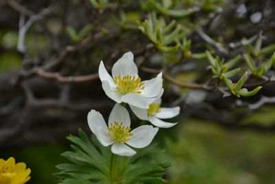 南蔵王の花・花・花　1