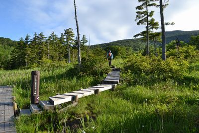吾妻連峰の花の楽園