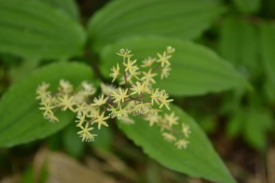 吾妻連峰の花の楽園
