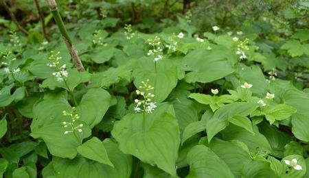 吾妻連峰の花の楽園