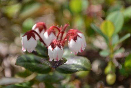 吾妻連峰の花の楽園