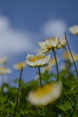 吾妻連峰の花の楽園
