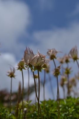 吾妻連峰の花の楽園