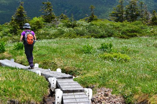 吾妻連峰の花の楽園