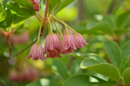 吾妻連峰の花の楽園