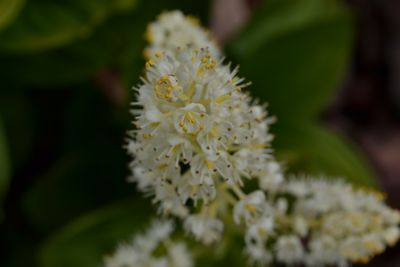 吾妻連峰の花の楽園