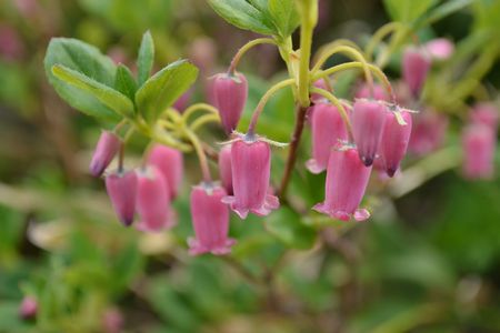 吾妻連峰の花の楽園