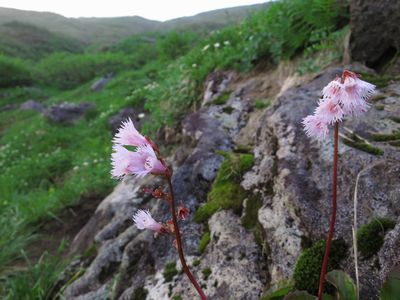 花踊る夏～鳥海山