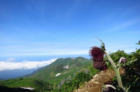 花踊る夏～鳥海山