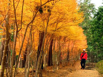 秋の半田山自然公園散歩