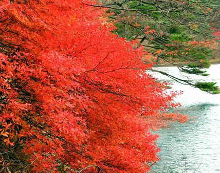 秋の半田山自然公園散歩