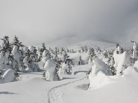 宮城蔵王の樹氷（刈田岳)