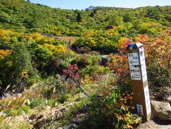 山燃ゆる秋ｉｎ栗駒山