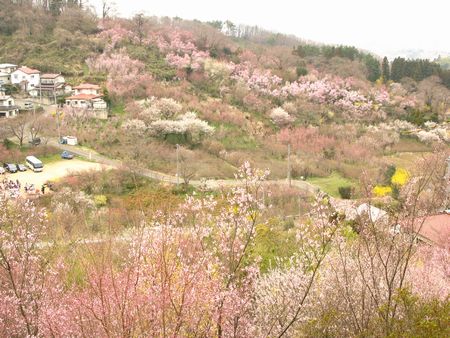 地震の影響　花見山にて