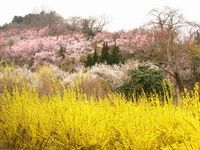 地震の影響　花見山にて