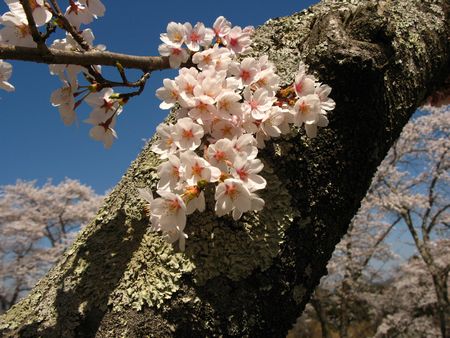 さくらぶ～第２章～
