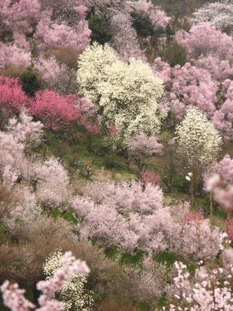 さくらぶ（花見山）　～第３章～