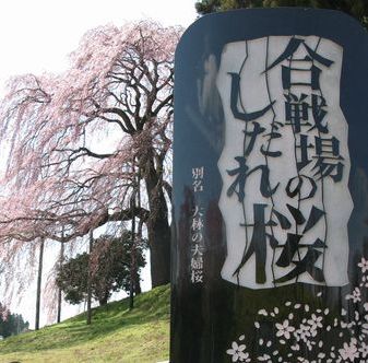日本三大桜　さくらぶ　～第５章～