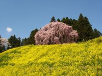 日本三大桜　さくらぶ　～第５章～