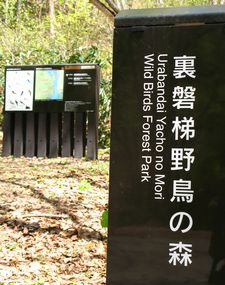 ブナの元気印