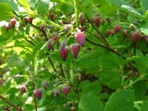 南蔵王の花・花・花　1