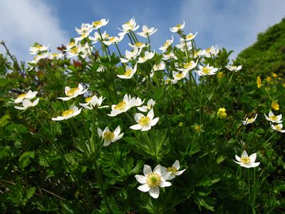 南蔵王の花・花・花　1