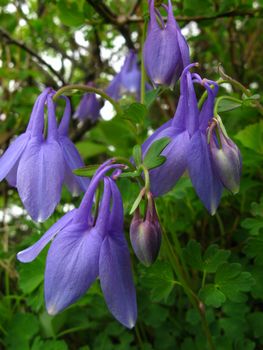南蔵王の花・花・花　1