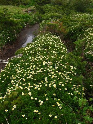 南蔵王の花・花・花　2