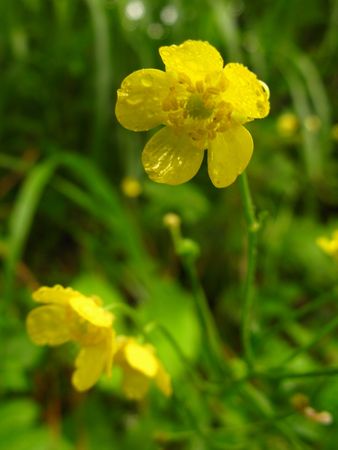 夏の湿原　鮮やかにin雄国沼