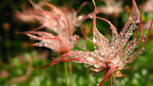 南蔵王は花の楽園♪