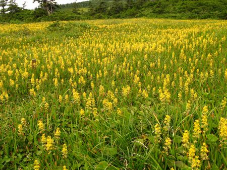 南蔵王は花の楽園♪