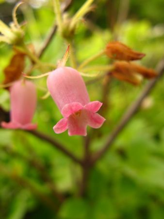 南蔵王は花の楽園♪