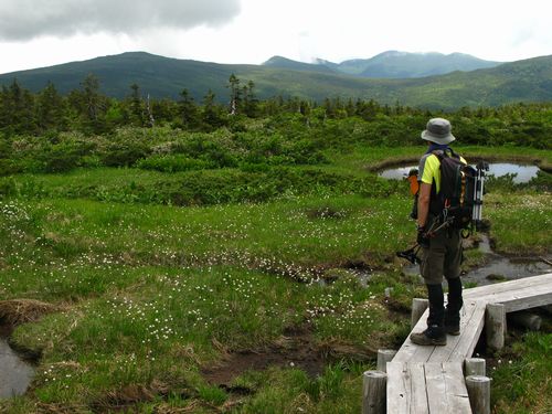 吾妻連峰の花の楽園