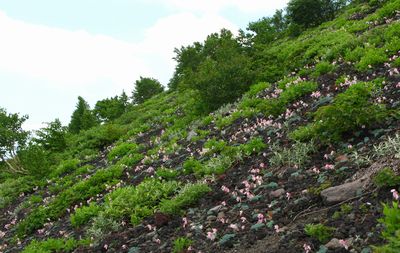 コマクサ群生地　岩手山