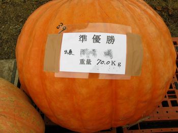 土手かぼちゃコンクール