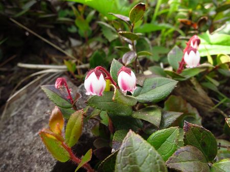 花々を愛でながら・・・神室岳