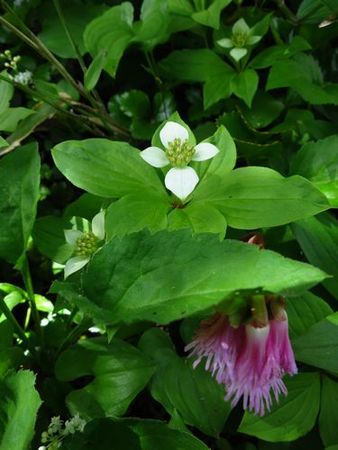 南蔵王は花の宝庫♪