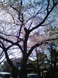 桜 2008/03/29 15:12:08