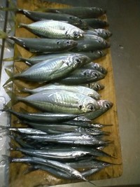 さずがだぁ 2010/10/12 22:33:34