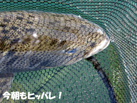 ななまる（７０）♪