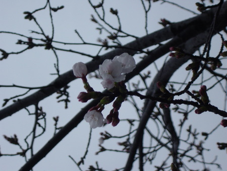 桜