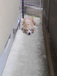あうぅ… 2012/01/11 18:21:33