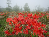 レンゲツツジ満開！　お花見山行