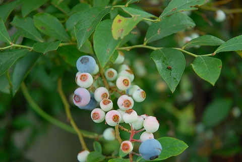 先週の菜園