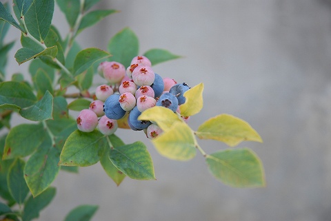 先週の菜園