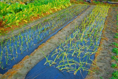 12月の菜園