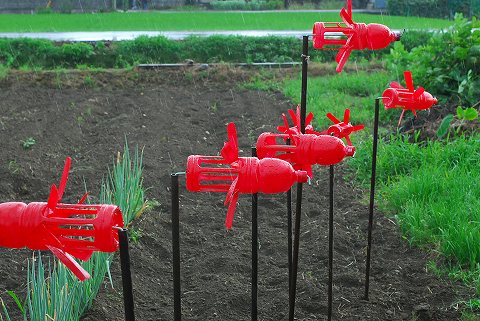 先週の菜園