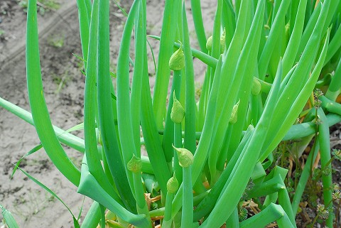 久しぶりの休みは菜園に！